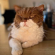 Ombelyne participe au concours pour gagner de l'argent avec cette photo : abyssinian, angora, animal, architecture, building, cat, furniture, hardwood, indoors, interiordesign, kitten, manx, person, pet, plywood, sleeping, snout, stainedwood, table, wood