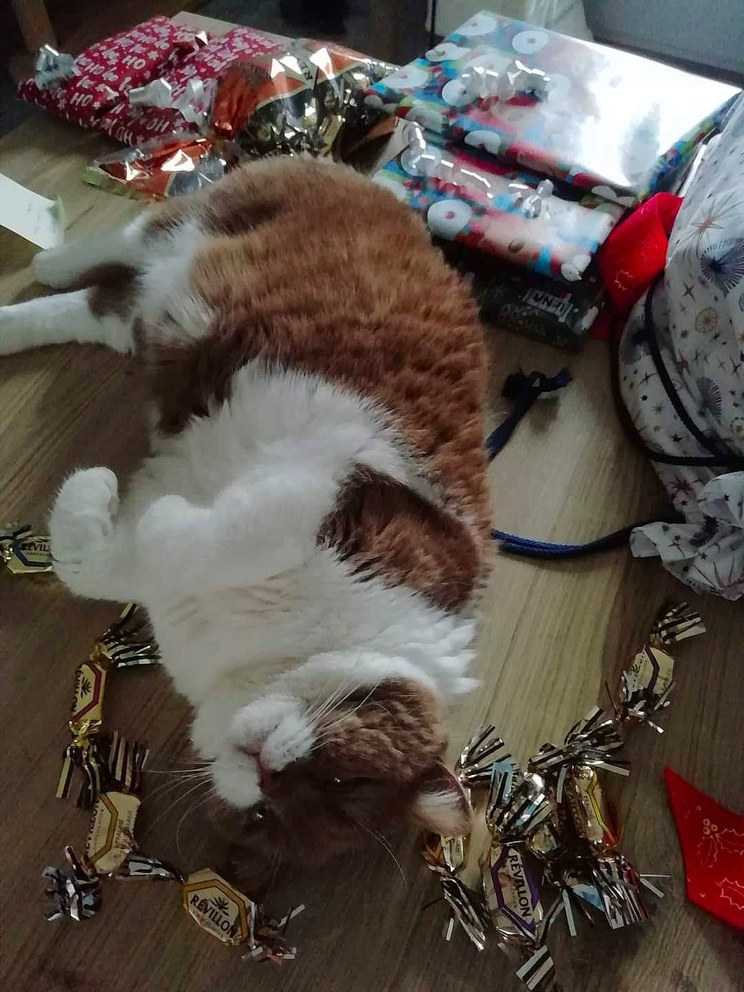 Ombelyne participe au concours pour gagner de l'argent avec cette photo : basket, carnivore, cat, claw, companion_dog, conifer, dog_breed, domestic_short_haired_cat, event, fawn, felidae, fur, hat, paw, small_to_medium_sized_cats, tail, toy, tree, whiskers, wood