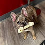 dog, french_bulldog, pet, bone, rawhide, floor, wooden_floor, ears, brown_dog, standing, indoor, looking_up, animal, cute, companion, playful, domestic_animal, mammal, canine, flooring