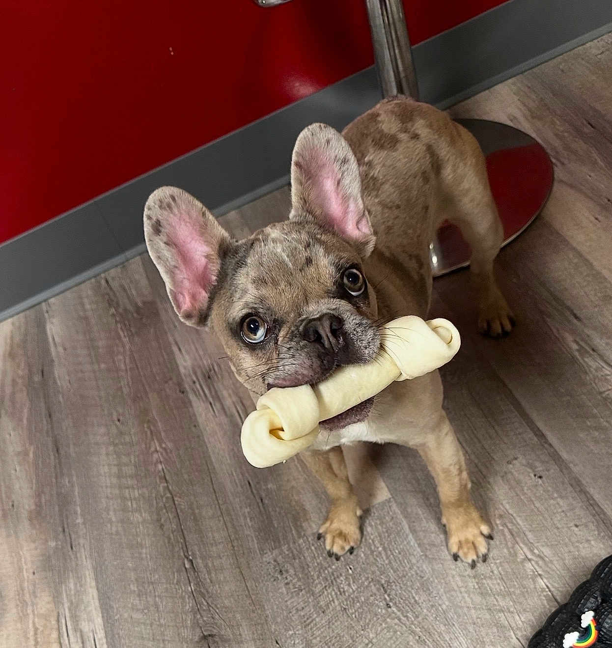 Harlow joined the competition — help win amazing prizes! dog, french_bulldog, pet, bone, rawhide, floor, wooden_floor, ears, brown_dog, standing, indoor, looking_up, animal, cute, companion, playful, domestic_animal, mammal, canine, flooring