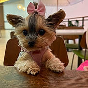 Hazel Grace is registered to the contest to win money with this photo: dog, small_dog, bow, pink_bow, harness, table, wooden_table, indoor, cafe, chair, fur, cute, pet, animal, ears, face, black_eyes, paws, curious, adorable