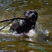 Nestor a rejoint le concours — aidez-le/la à gagner de superbes lots ! dog, black_dog, water, splash, stick, playing, happy, outdoor, nature, pet, animal, canine, wet, summer, fun, active, fetch, river, daylight, harness