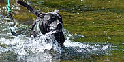 Nestor a rejoint le concours — aidez-le/la à gagner de superbes lots ! dog, black_dog, water, splash, leash, harness, outdoor, nature, action, animal, pet, wet, river, shallow_water, playful, summer, daylight, movement, energetic, canine