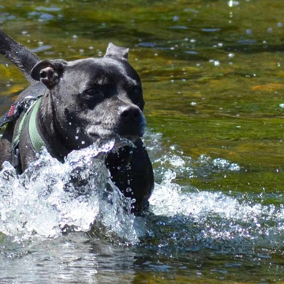 Nestor a rejoint le concours — aidez-le/la à gagner de superbes lots ! action, animal, black_dog, canine, daylight, dog, energetic, harness, leash, movement, nature, outdoor, pet, playful, river, shallow_water, splash, summer, water, wet
