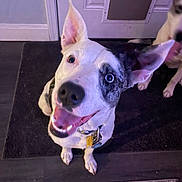 Kiwi is registered to the contest to win money with this photo: dog, pet, indoor, happy, tongue_out, ears_up, black_and_white, floor, door, mat, collar, tag, animal, cute, playful, two_dogs, looking_up, canine, domestic, friendly