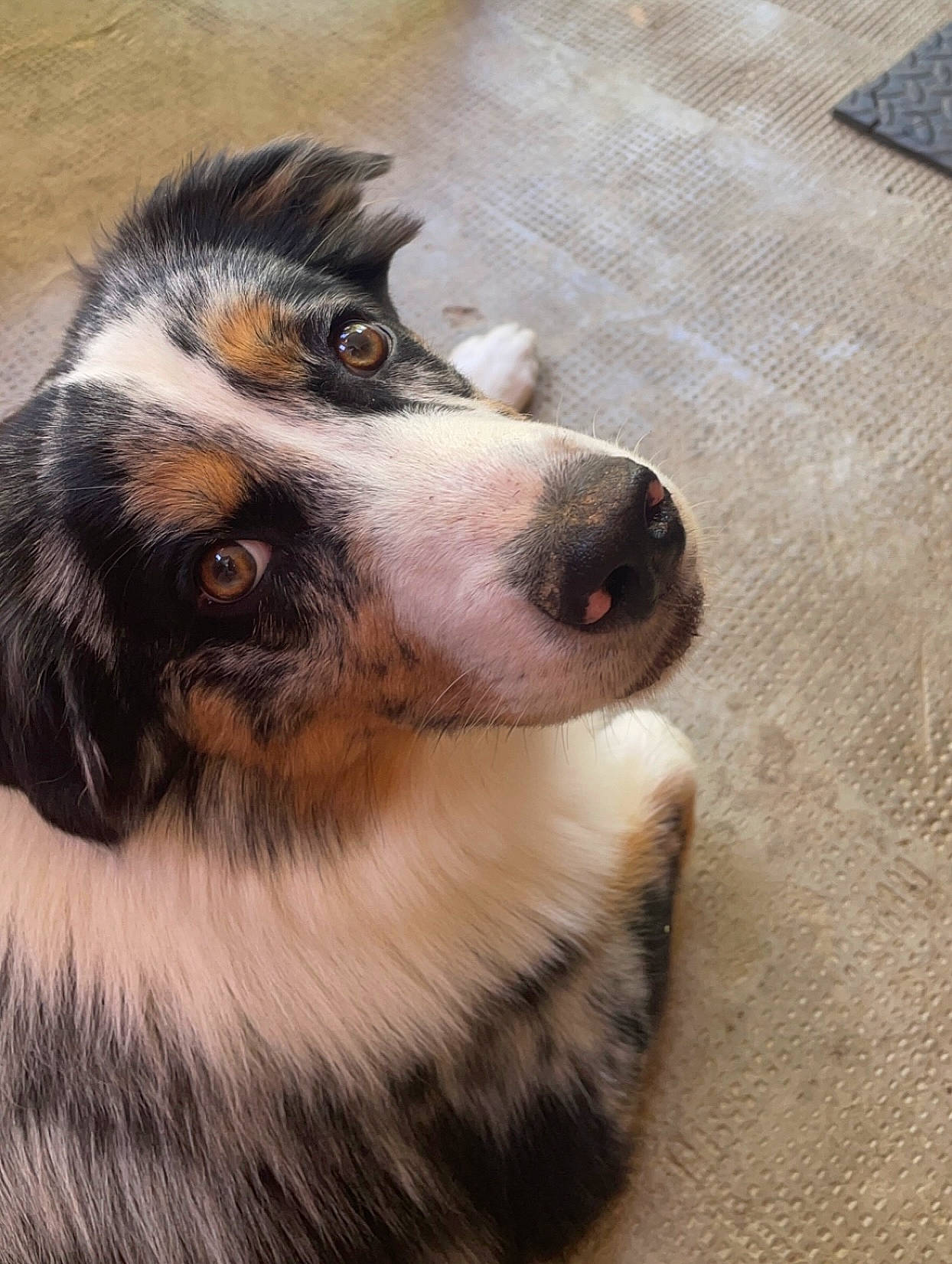 Tango participe au concours pour gagner de l'argent avec cette photo : ancient_dog_breeds, australian_collie, border_collie, canidae, carnivore, collie, companion_dog, dog, dog_breed, flooring, fur, hardwood, herding_dog, scotch_collie, sporting_group, terrestrial_animal, whiskers, wood, working_animal, working_dog