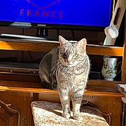 Helios a rejoint le concours — aidez-le/la à gagner de superbes lots ! cat, tabby, feline, pet, indoor, sunlight, wooden_furniture, cat_tree, shelf, television, decor, cozy, curious, animal, domestic, living_room, gray_cat, fur, whiskers, ears