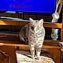 cat, tabby, feline, pet, indoor, sunlight, wooden_furniture, cat_tree, shelf, television, decor, cozy, curious, animal, domestic, living_room, gray_cat, fur, whiskers, ears