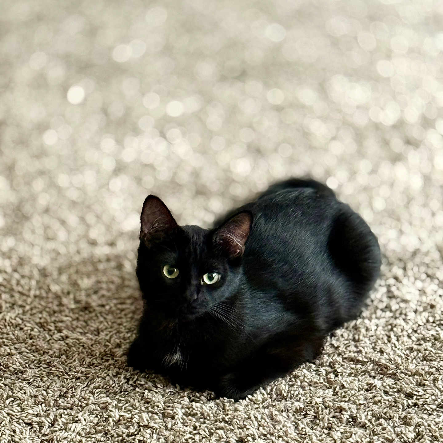 Mookie is registered to the contest to win money with this photo: alert, animal, black_cat, bokeh, carpet, cat, close_up, cute, domestic_cat, feline, fur, green_eyes, indoor, laying_down, pet, relaxed, resting, soft_background, texture, whiskers