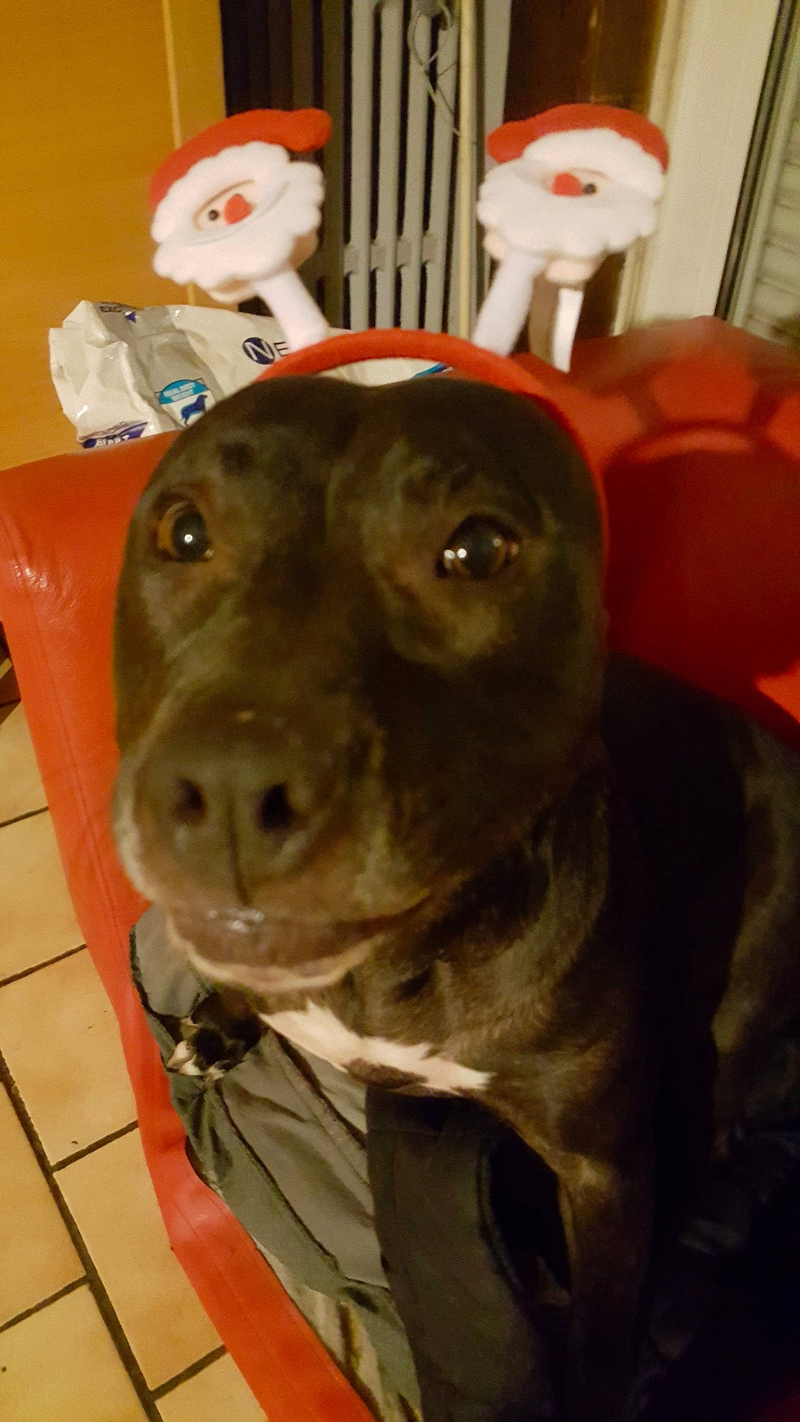 Kaïna a rejoint le concours — aidez-le/la à gagner de superbes lots ! american_pit_bull_terrier, american_staffordshire_terrier, bandog, canidae, carnivore, dog, dog_breed, fawn, labrador_retriever, non_sporting_group, nose, pit_bull, snout, sporting_group, staffordshire_bull_terrier