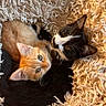 animal_pair, black_and_white_cat, blanket, cat, close_up, cozy, curious, cute, domestic_animal, feline, fur, indoor, kitten, orange_cat, pets, resting, sleeping, snuggling, soft_texture, whiskers