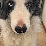 Aiko a rejoint le concours — aidez-le/la à gagner de superbes lots ! animal, black_and_white_fur, blue_eye, brown_eye, canine, close_up, cute, dog, domestic_animal, face, fluffy_fur, friendly, fur_texture, heterochromia, indoor, looking_at_camera, nose, pet, portrait, whiskers
