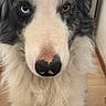 animal, black_and_white_fur, blue_eye, brown_eye, canine, close_up, cute, dog, domestic_animal, face, fluffy_fur, friendly, fur_texture, heterochromia, indoor, looking_at_camera, nose, pet, portrait, whiskers