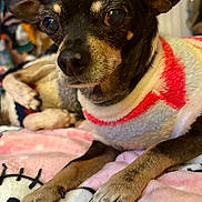 Minnie joined the competition — help win amazing prizes! dog, small_dog, close_up, sweater, colorful_clothing, blanket, pink_blanket, hello_kitty, pet, indoor, cozy, paw, fur, ears, resting, cute, animal, companion, relaxed, portrait