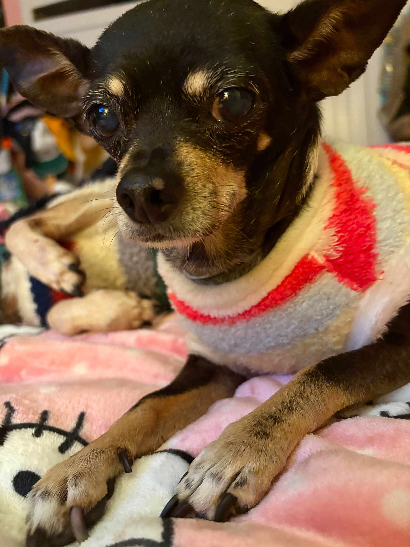 Minnie joined the competition — help win amazing prizes! dog, small_dog, close_up, sweater, colorful_clothing, blanket, pink_blanket, hello_kitty, pet, indoor, cozy, paw, fur, ears, resting, cute, animal, companion, relaxed, portrait