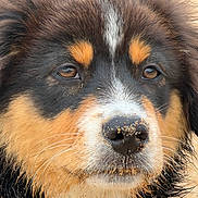 Bonzo a rejoint le concours — aidez-le/la à gagner de superbes lots ! animal, bernese_mountain_dog, black_fur, brown_eyes, brown_fur, close_up, crumbs, cute, dog, face, fluffy, furry, head, long_hair, nose, outdoor, portrait, puppy, whiskers, white_markings