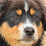 animal, bernese_mountain_dog, black_fur, brown_eyes, brown_fur, close_up, crumbs, cute, dog, face, fluffy, furry, head, long_hair, nose, outdoor, portrait, puppy, whiskers, white_markings