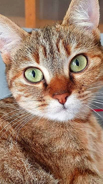 Mouche a rejoint le concours — aidez-le/la à gagner de superbes lots ! carnivore, cat, close_up, domestic_short_haired_cat, ear, felidae, fur, grass, head, iris, mammal, nose, small_to_medium_sized_cats, snout, terrestrial_animal, tree, vertebrate, whiskers, wildlife, window