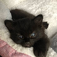 Oreo joined the competition — help win amazing prizes! kitten, black_cat, blue_eyes, fur, pet, animal, cozy, blanket, soft, cute, small, indoors, resting, young, whiskers, paw, feline, sleepy, comfort, close_up