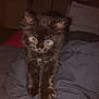 Oreo is registered to the contest to win money with this photo: kitten, black_cat, fur, paws, indoor, blanket, cute, pet, animal, feline, whiskers, young, small, curious, dark, cozy, domestic, mammal, portrait, closeup