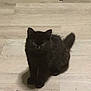 cat, kitten, black_fur, fluffy, pet, animal, indoor, floor, curious, sitting, young, cute, feline, whiskers, tail, ears, domestic, small, shadow, light_wood
