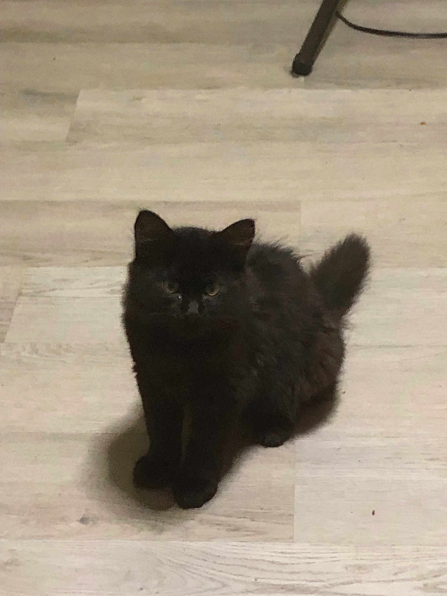 Oreo joined the competition — help win amazing prizes! cat, kitten, black_fur, fluffy, pet, animal, indoor, floor, curious, sitting, young, cute, feline, whiskers, tail, ears, domestic, small, shadow, light_wood
