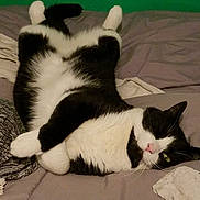 Batman joined the competition — help win amazing prizes! cat, black_and_white, lying_down, bed, relaxed, cozy, indoor, sleepy, pet, fur, whiskers, paw, animal, feline, cute, domestic, resting, soft, comfortable, green_wall