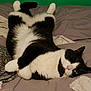 cat, black_and_white, lying_down, bed, relaxed, cozy, indoor, sleepy, pet, fur, whiskers, paw, animal, feline, cute, domestic, resting, soft, comfortable, green_wall