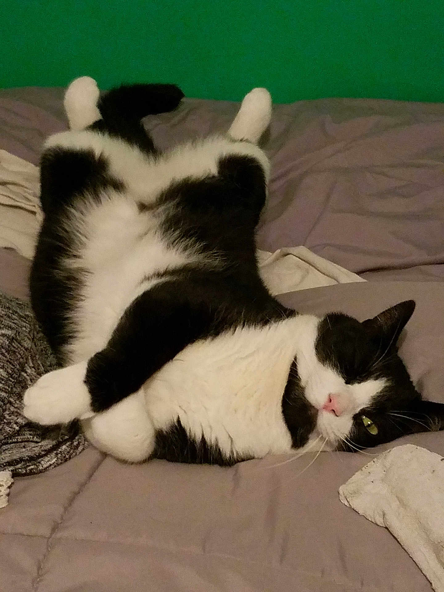 Batman joined the competition — help win amazing prizes! cat, black_and_white, lying_down, bed, relaxed, cozy, indoor, sleepy, pet, fur, whiskers, paw, animal, feline, cute, domestic, resting, soft, comfortable, green_wall