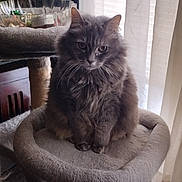 Fancy joined the competition — help win amazing prizes! animal, cat, cat_tree, cozy, curtains, feline, fluffy_cat, gray_cat, home, indoors, long_hair, perch, pet, portrait, scratching_post, serious_expression, sitting, sunlight, whiskers, window
