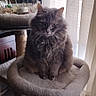 cat, fluffy_cat, gray_cat, long_hair, feline, pet, animal, sitting, cat_tree, scratching_post, perch, indoors, home, curtains, window, sunlight, cozy, portrait, whiskers, serious_expression