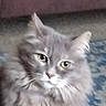 Fancy is registered to the contest to win money with this photo: alert, animal, blanket, cat, closeup, couch, cute, ears, fluffy, fur, gray_cat, home, indoors, long_hair, patterned_blanket, pet, portrait, seated, staring, whiskers