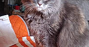 Fancy joined the competition — help win amazing prizes! animal, cat, couch, ears, fluffy, food, gray_cat, green_eyes, home, indoor, living_room, long_hair, orange_blanket, pet, plate, portrait, quilt, sitting, wall_art, whiskers