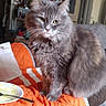 cat, gray_cat, fluffy, long_hair, green_eyes, whiskers, ears, sitting, pet, animal, indoor, home, living_room, couch, orange_blanket, quilt, plate, food, wall_art, portrait