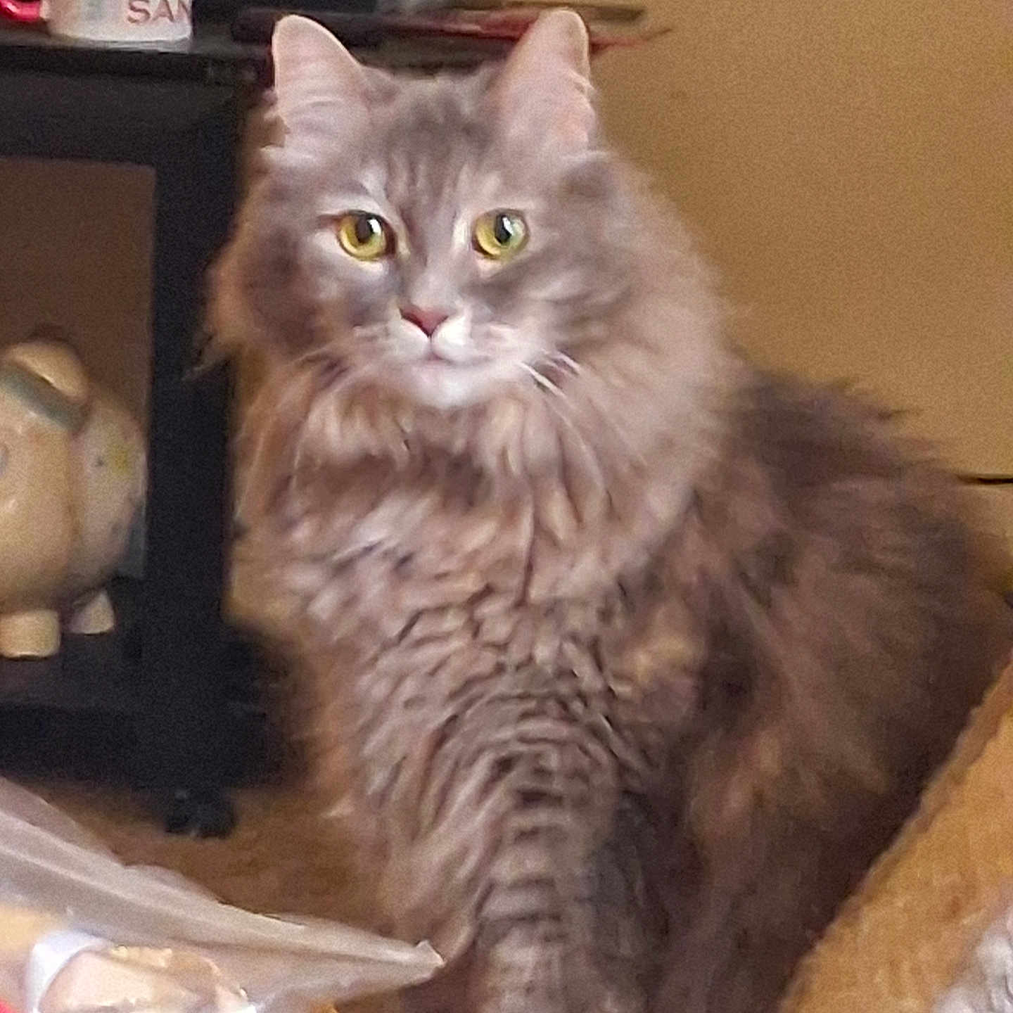 Fancy