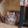 Fancy is registered to the contest to win money with this photo: animal, carpet, cat, desk, ears, fluffy_cat, front_view, furniture, gray_cat, green_eyes, home, indoors, long_hair, pet, portrait, poster, serious_expression, sitting, under_desk, whiskers