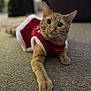 animal, carpet, cat, costume, curious, cute, domestic_animal, ears, eyes, feline, festive, ginger_cat, holiday, indoor, paw, pet, red_clothing, stretching, whiskers, white_trim