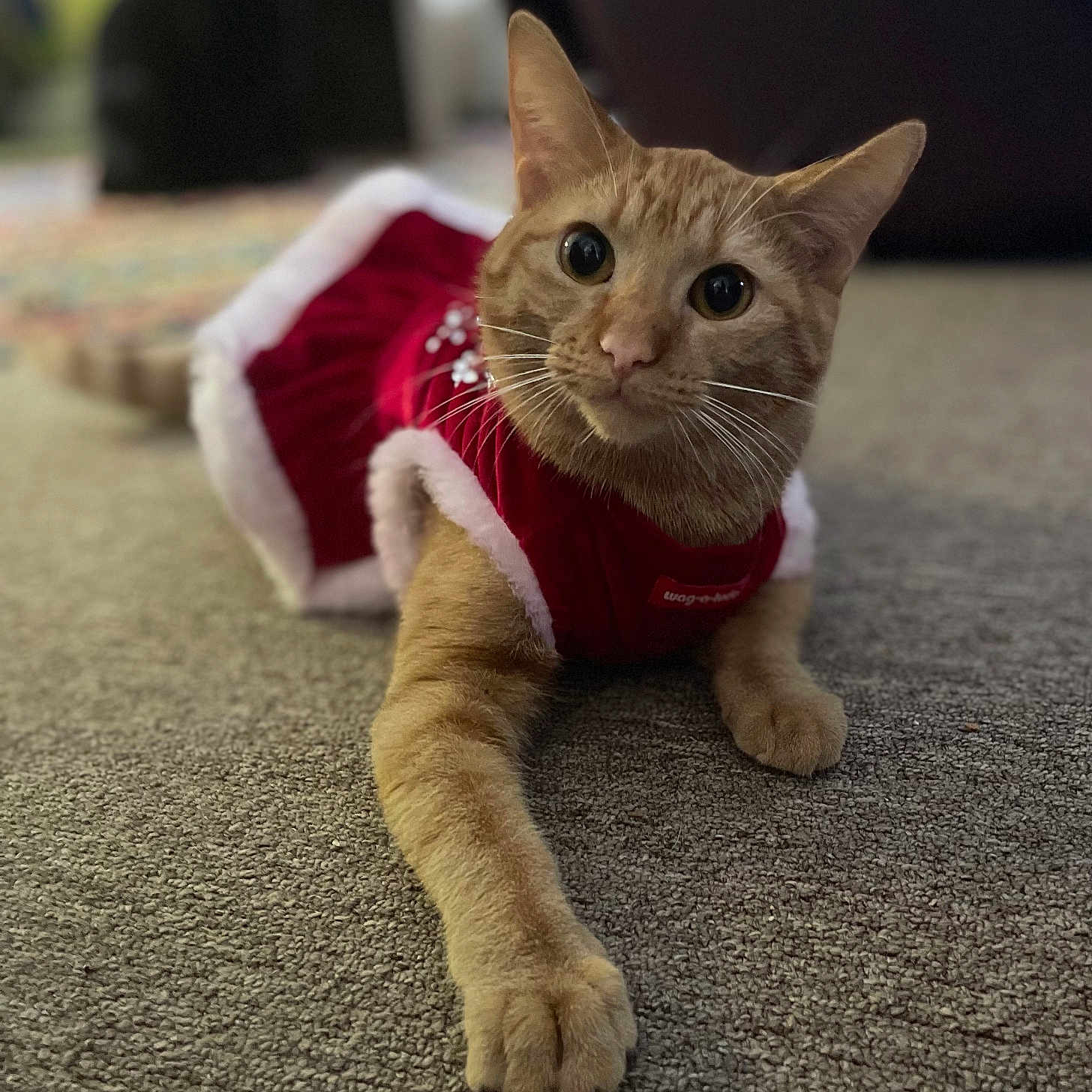 Catalina Purry is registered to the contest to win money with this photo: animal, carpet, cat, costume, curious, cute, domestic_animal, ears, eyes, feline, festive, ginger_cat, holiday, indoor, paw, pet, red_clothing, stretching, whiskers, white_trim