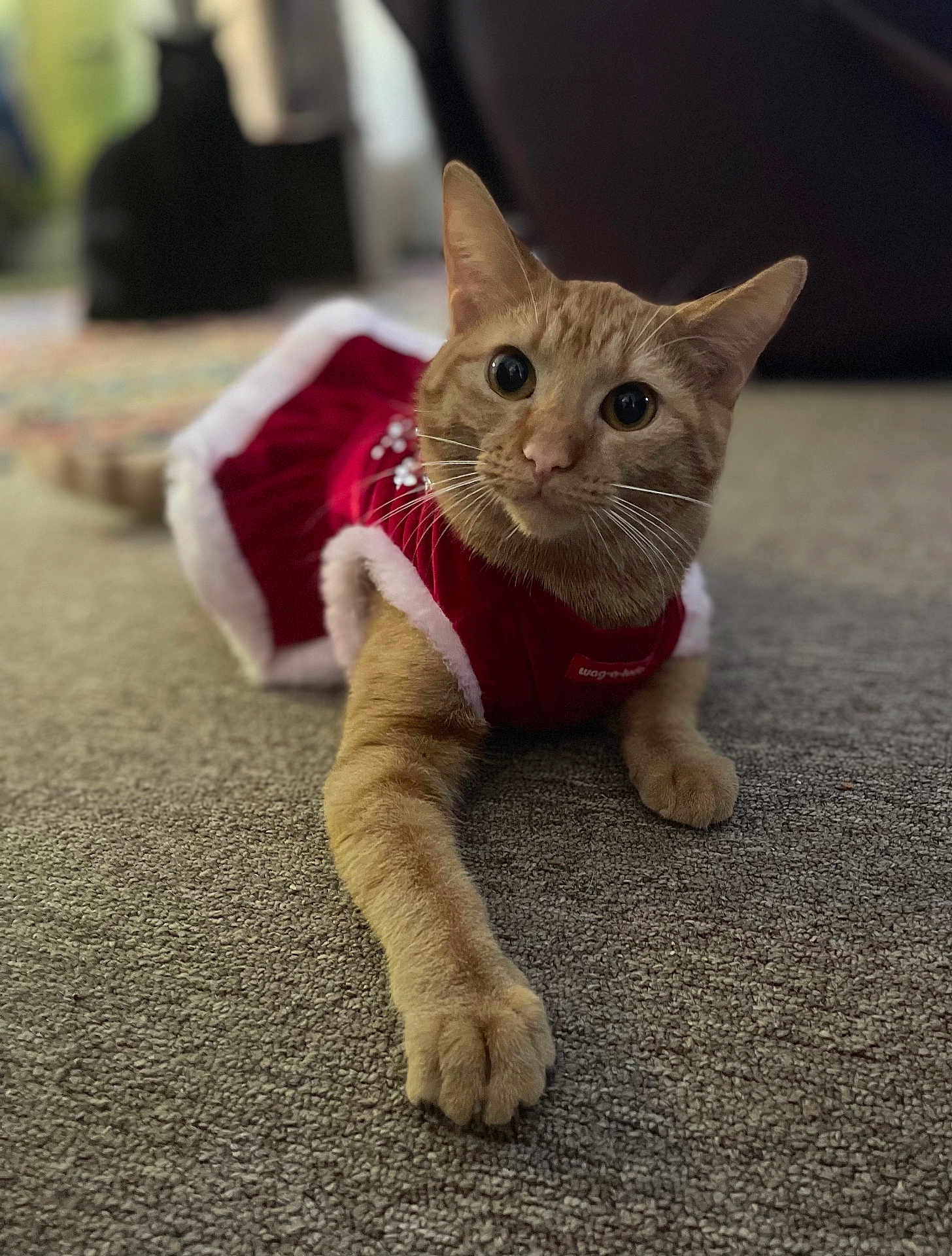 Catalina Purry is registered to the contest to win money with this photo: animal, carpet, cat, costume, curious, cute, domestic_animal, ears, eyes, feline, festive, ginger_cat, holiday, indoor, paw, pet, red_clothing, stretching, whiskers, white_trim