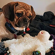 Emmy is registered to the contest to win money with this photo: dog, puppy, toy, plush_toy, bed, blanket, indoor, pet, curious, brown, black, white, fur, collar, closeup, cute, animal, soft, resting, companion