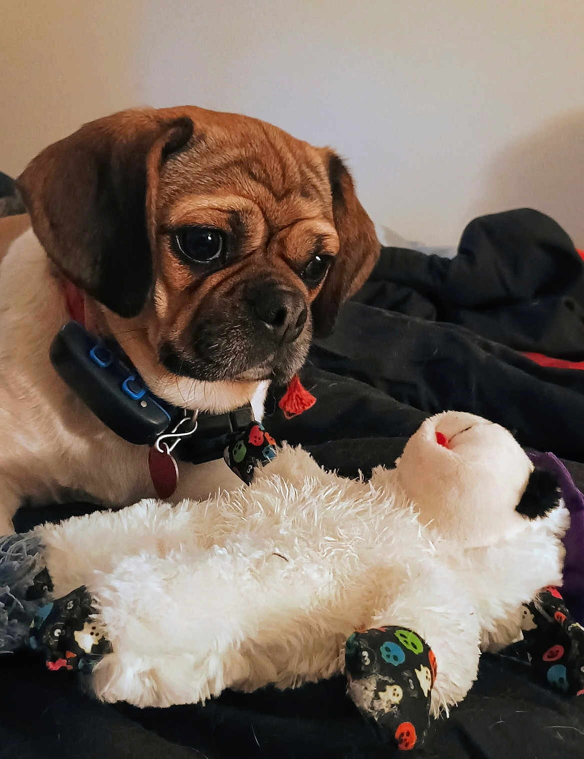 Emmy is registered to the contest to win money with this photo: dog, puppy, toy, plush_toy, bed, blanket, indoor, pet, curious, brown, black, white, fur, collar, closeup, cute, animal, soft, resting, companion