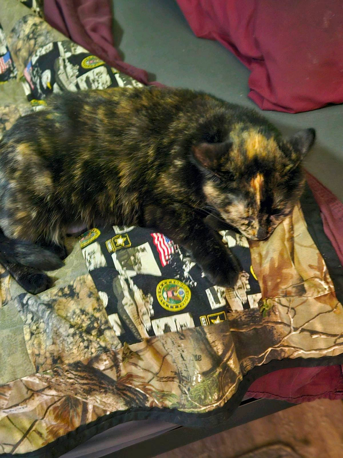 Clarabella joined the competition — help win amazing prizes! canidae, carnivore, cat, claw, comfort, dog_breed, domestic_short_haired_cat, felidae, fur, grass, linens, military_camouflage, nap, sleep, small_to_medium_sized_cats, snout, sporting_group, tail, terrestrial_animal, whiskers