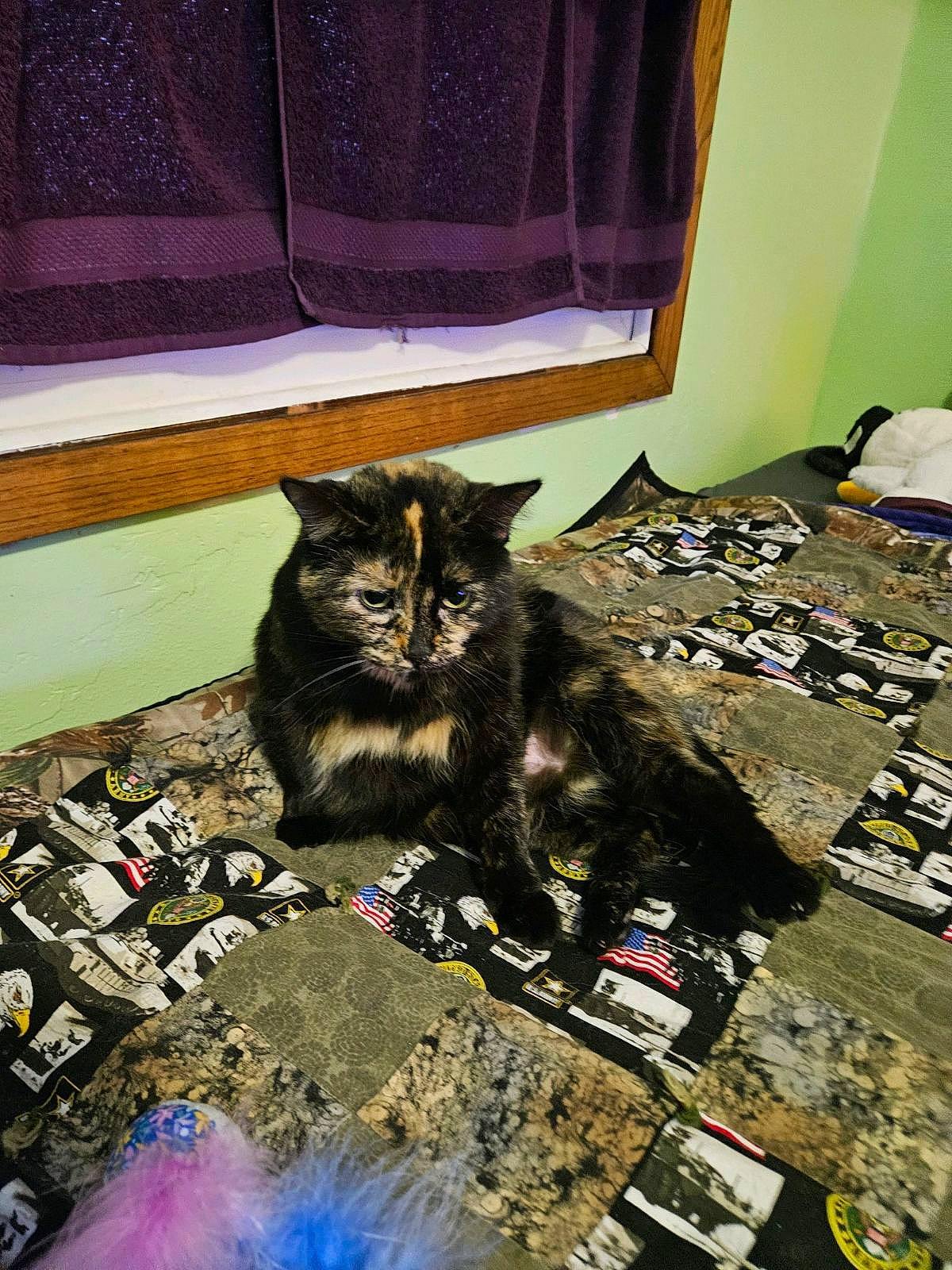 Clarabella is registered to the contest to win money with this photo: art, black_cat, carnivore, cat, collection, curtain, domestic_short_haired_cat, felidae, floor, flooring, fur, hardwood, publication, room, small_to_medium_sized_cats, tail, visual_arts, whiskers, window, wood