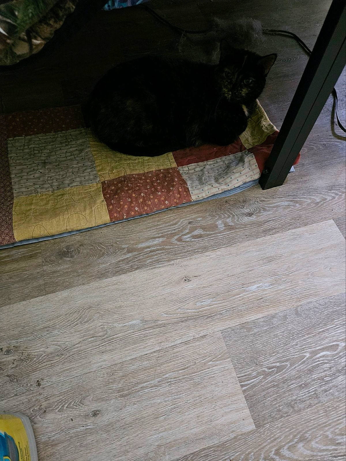 Clarabella is registered to the contest to win money with this photo: asphalt, automotive_tire, carnivore, cat, domestic_short_haired_cat, felidae, floor, flooring, fur, grass, grey, hardwood, human_leg, road_surface, sidewalk, small_to_medium_sized_cats, tail, tints_and_shades, whiskers, wood