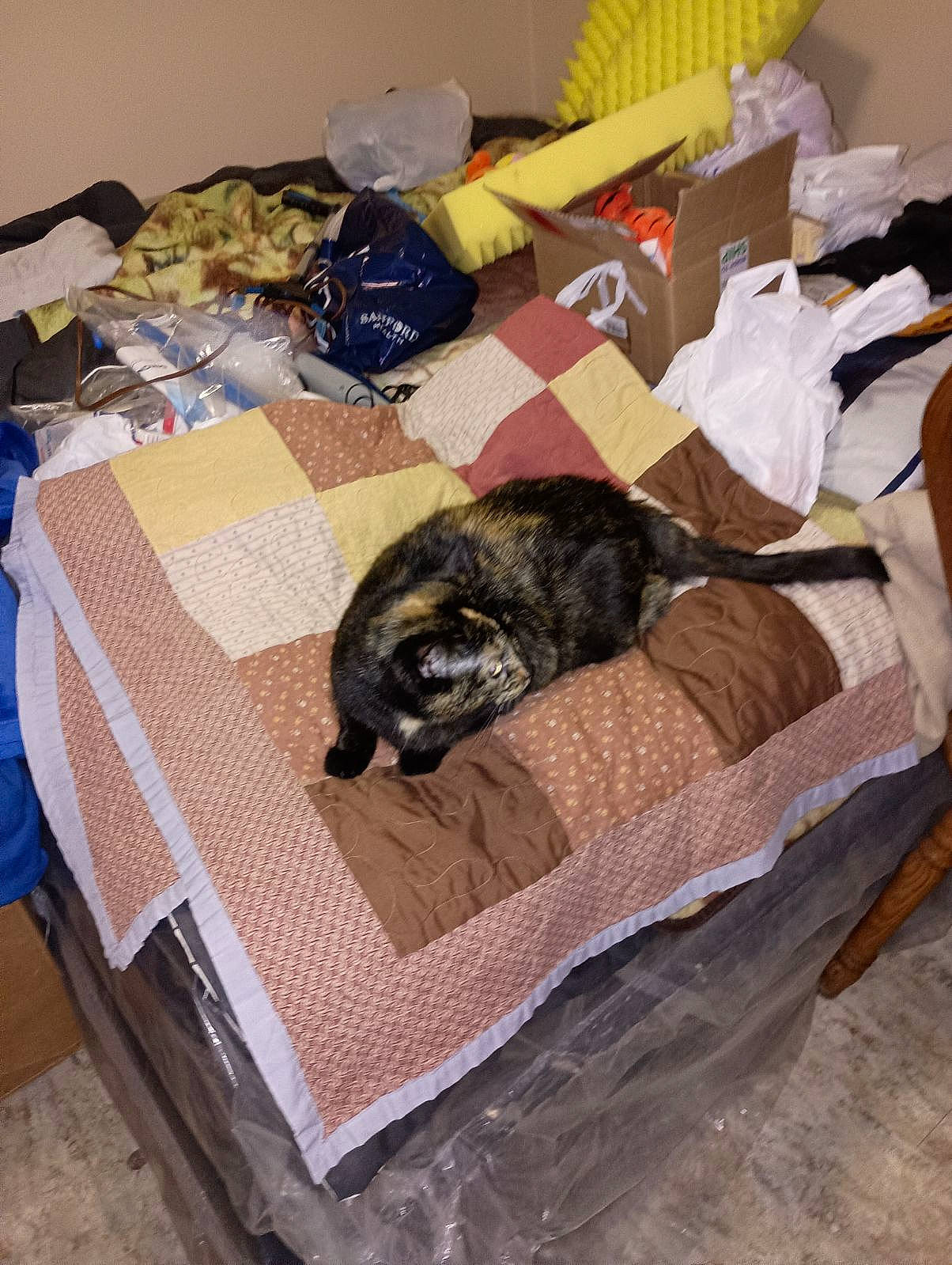 Clarabella is registered to the contest to win money with this photo: canidae, carnivore, cat, comfort, companion_dog, dog_breed, domestic_short_haired_cat, felidae, flooring, fur, hardwood, linens, nap, room, small_to_medium_sized_cats, sporting_group, table, tail, whiskers, wood