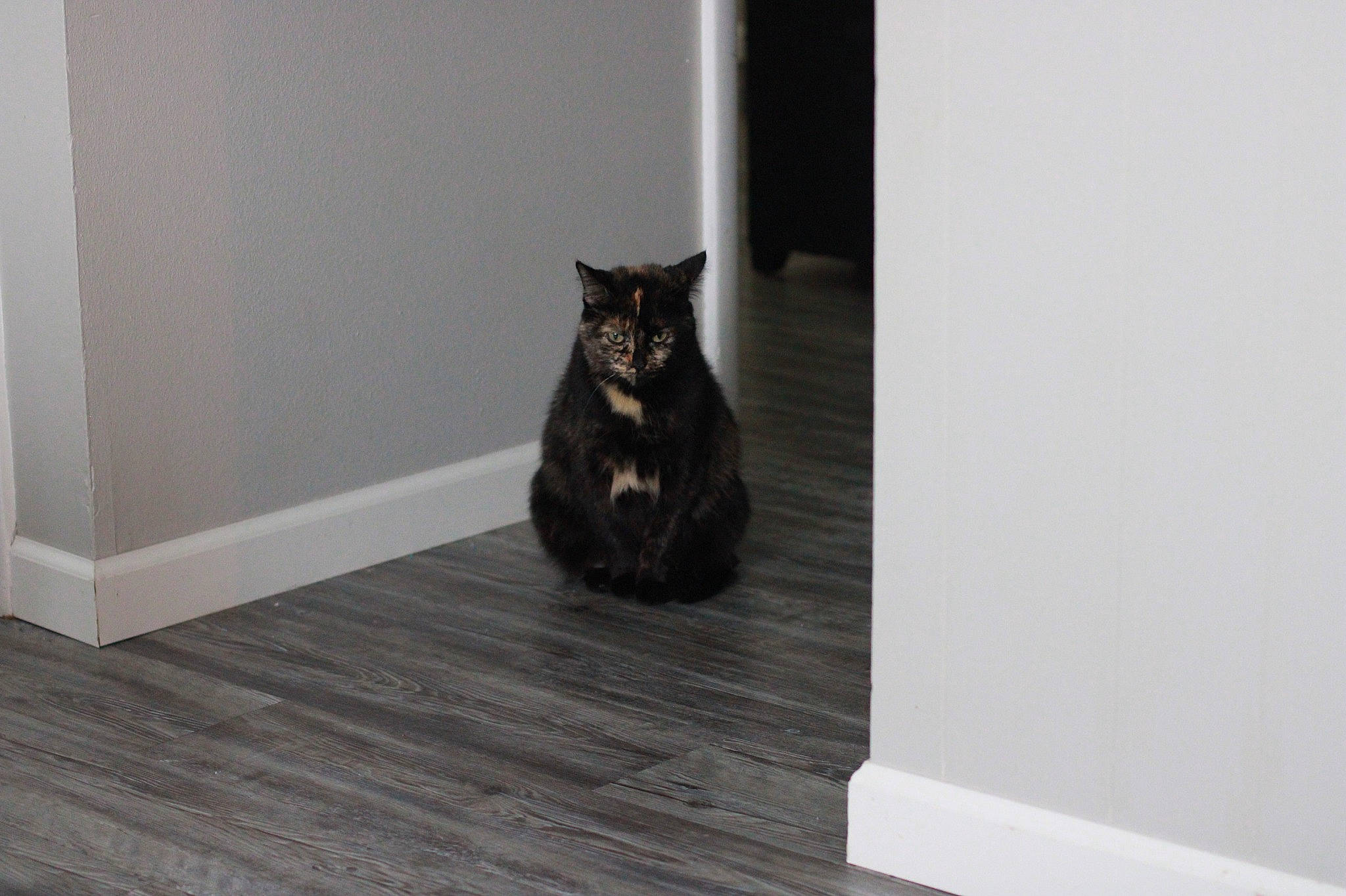 Clarabella is registered to the contest to win money with this photo: black_cat, carnivore, cat, domestic_short_haired_cat, felidae, flooring, fur, grey, hardwood, laminate_flooring, monochrome_photography, rectangle, room, small_to_medium_sized_cats, tail, whiskers, window, wood, wood_flooring, wood_stain