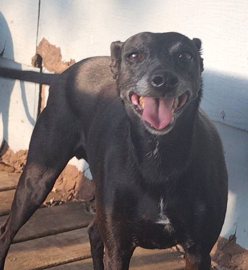 Rocket joined the competition — help win amazing prizes! canidae, carnivore, collar, companion_dog, dog, dog_breed, dog_collar, fang, fawn, guard_dog, metal, non_sporting_group, smile, snout, sporting_group, terrestrial_animal, whiskers, working_animal, working_dog