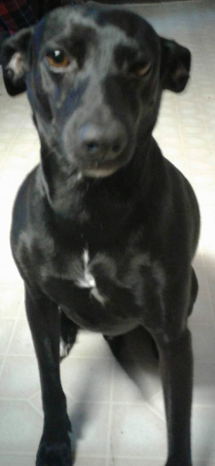 Rocket joined the competition — help win amazing prizes! borador, carnivore, companion_dog, dog, dog_breed, dog_collar, fur, guard_dog, monochrome_photography, snout, sporting_group, tail, terrestrial_animal, whiskers, working_animal, working_dog