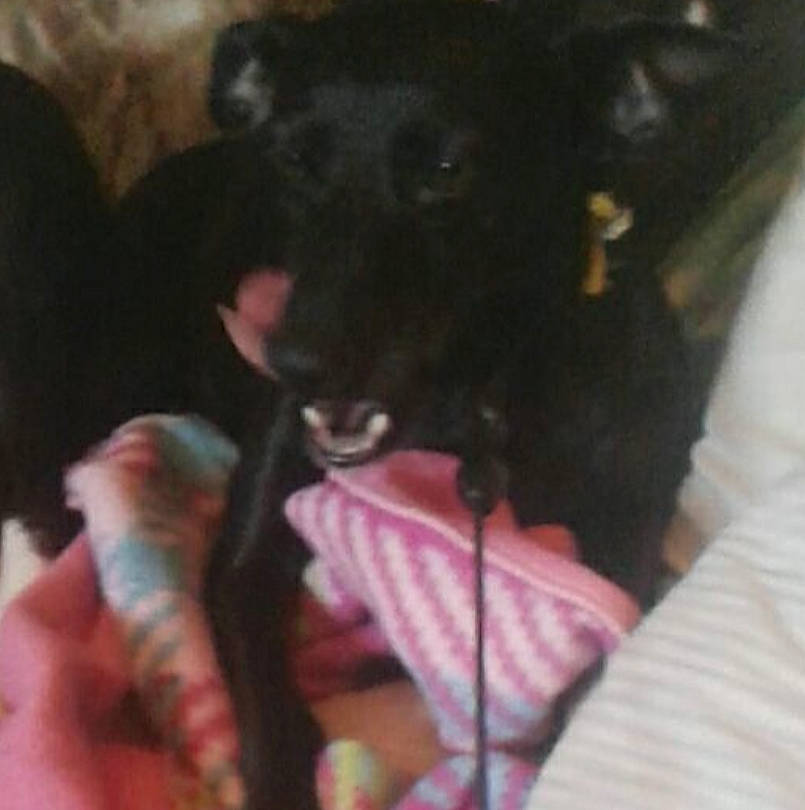 Rocket is registered to the contest to win money with this photo: black_cat, canidae, carnivore, claw, comfort, companion_dog, dog, dog_breed, fang, felidae, fur, paw, small_to_medium_sized_cats, snout, sporting_group, tail, terrestrial_animal, toy_dog, whiskers, working_animal