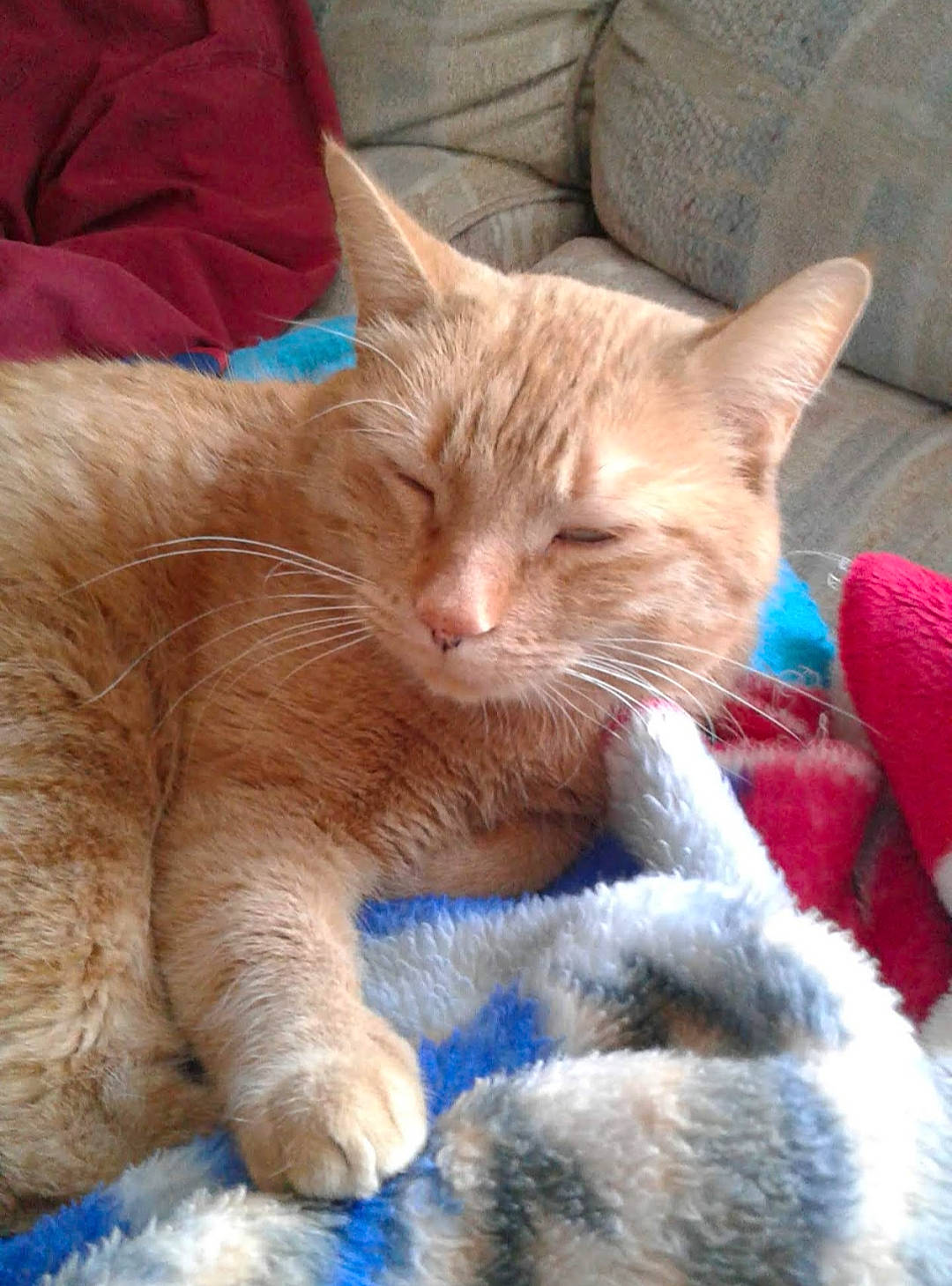 Curtis joined the competition — help win amazing prizes! carnivore, cat, claw, comfort, domestic_short_haired_cat, fawn, felidae, fur, lap, nap, paw, sleep, small_to_medium_sized_cats, snout, tail, whiskers